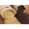 Petit peptide moléculaire de Quinoa